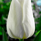 Тюльпан "White Prince" (размер 11/12 , крупный) 3шт в упаковке