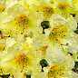 LMTD Рододендрон квітучий 2-х річний "Curlew" (висота 20см)