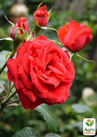 Роза почвопокровная "Red Cascade" (саженец класса АА+) высший сорт