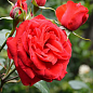 Роза почвопокровная "Red Cascade" (саженец класса АА+) высший сорт