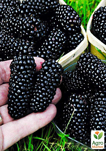 Эксклюзив! Шелковица черная "Очарование" (Charm) (премиальный крупноплодный сорт, болезнеустойчивая)