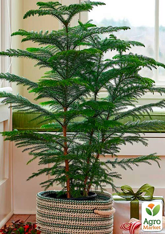 Араукарія (Araucaria heterophylla) кімнатна ялина - фото 3