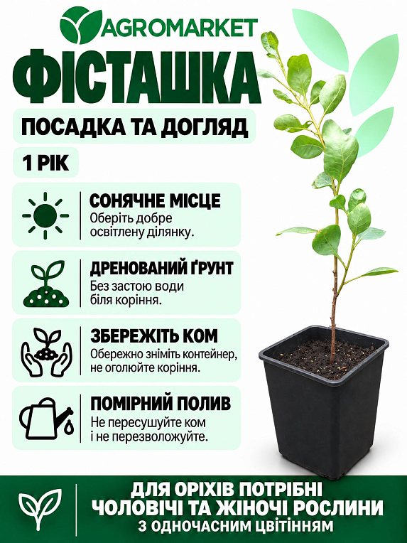 Фісташка "Фандоги" (солодкий морозостійкий сорт)