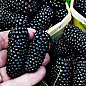 Эксклюзив! Шелковица черная "Очарование" (Charm) (премиальный крупноплодный сорт, болезнеустойчивая)