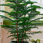 Араукарія (Araucaria heterophylla) кімнатна ялина цена