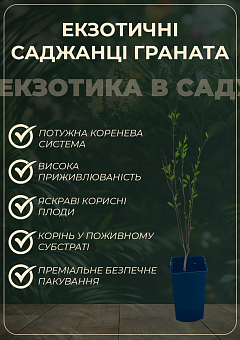Гранат садовый 2-х летний «Шароли» (высота саженца 40-60см)19