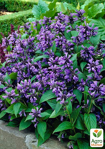 Котовник (Кошачья мята)