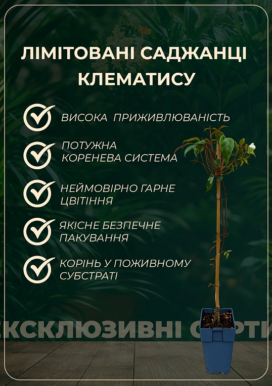LMTD Клематис 3-х летний "Girenas" (высота 80-90 см) - фото 4