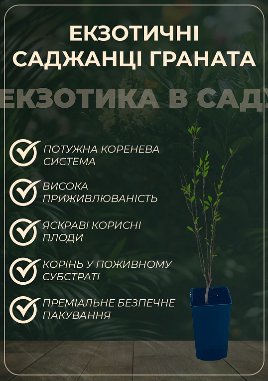 Гранат садовый 2-х летний «Шароли» (высота саженца 40-60см) - фото 2