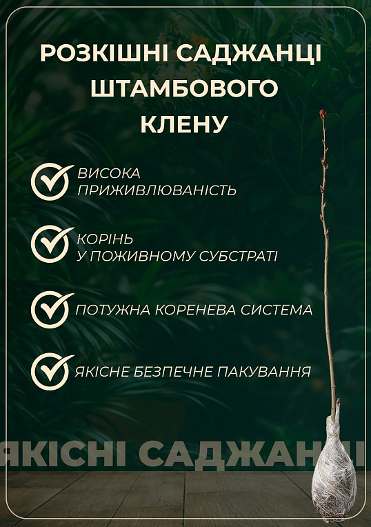 Клен на штамбі "Фламінго" висота 1,3-1,5м - фото 4