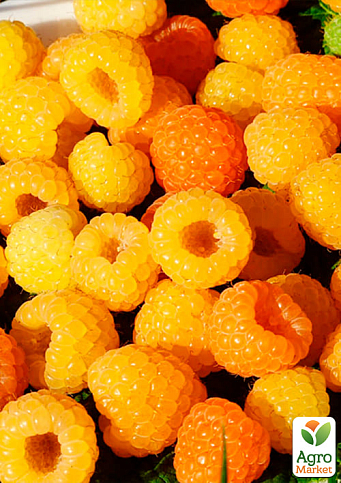 Малина "Ярославна" (ремонтантний сорт, середній термін дозрівання) 1-річний саджанець - фото 2