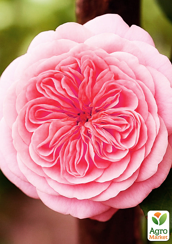 Роза плетистая "Пирует (Pirouette)" (саженец класса АА+) высший сорт - фото 3