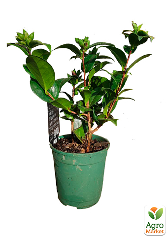 LMTD Камелия цветущая японская 2-х летняя "Nishiki Kirin" (высота 30-40см) - фото 5