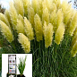 Кортадерия Серебристая "White" (пампасная трава)