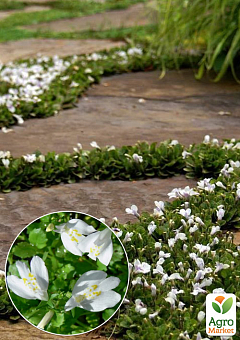 Мазус "White" (квітучий килим у вашому саду)2