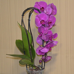 Орхидея (Phalaenopsis) "Cascade Paars"1