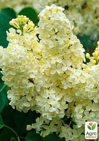 Сирень в контейнере "Primrose" 