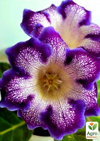 Глоксиния "Tigre Blue" 1шт в упаковке