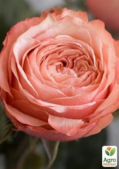 Троянда кущова "Кахала" (саджанець класу АА+) вищий сорт1