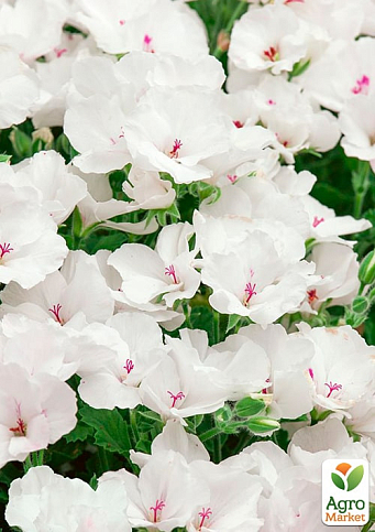 Пеларгония Королевская Candy Flowers "White" (контейнер № 10, высота 10-20 см) - фото 3