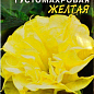 Датура густомахрова "Жовта" ТМ "Квітучий сад" 4шт