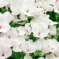 Пеларгония Королевская Candy Flowers "White" (контейнер № 10, высота 10-20 см) цена
