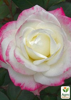 Роза чайно-гибридная "Атэна" (саженец класса АА+) высший сорт11