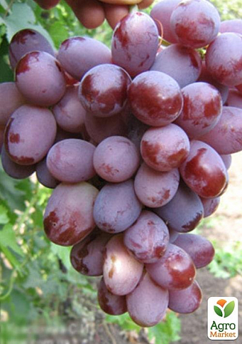 Виноград вегетирующий "Атаман" 
