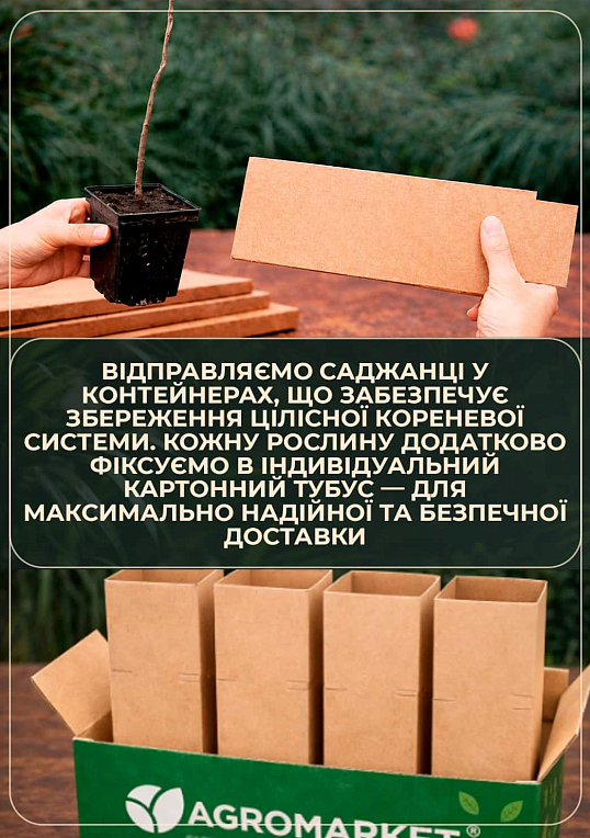 Катальпа обыкновенная - фото 6