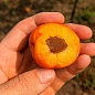 Абрикос "Банзай" (крупноплодный, ранний сорт созревания)