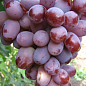 Виноград вегетирующий "Атаман" 