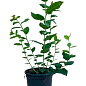 Голубика (черника садовая) 2 года "Либерти" (поздний срок созревания) С2 высота 50-60см цена