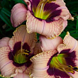 Лілійник "Orchid Candy" 1шт в упаковці