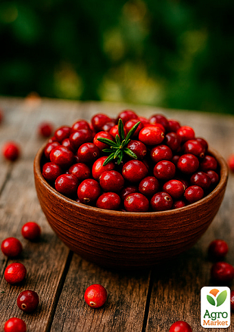 Брусниця "Руно" (пізній термін дозрівання, дуже врожайний сорт) - фото 5