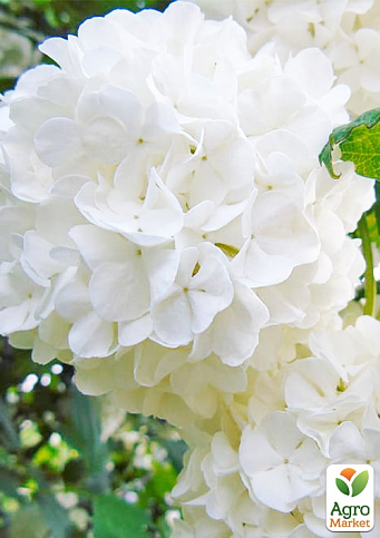 LMTD Гортензия крупнолистная цветущая 3-х летняя "Snowball" (30-40см) - фото 5