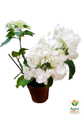 LMTD Гортензия крупнолистная цветущая 3-х летняя "Snowball" (30-40см) - фото 7