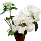 LMTD Гортензия крупнолистная цветущая 3-х летняя "Snowball" (30-40см)