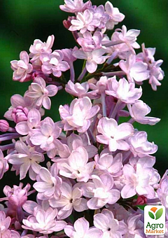 Сирень махровая инвитро "Анабель" (Syringa Anabe) вазон С1,52