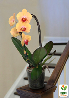 Орхидея (Phalaenopsis) "Cascade Gold"1