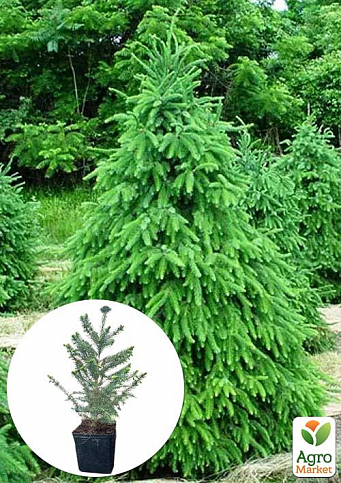 Ель 4-х летняя сербская колоновидная (Picea omorika) С3, высота 50-60см