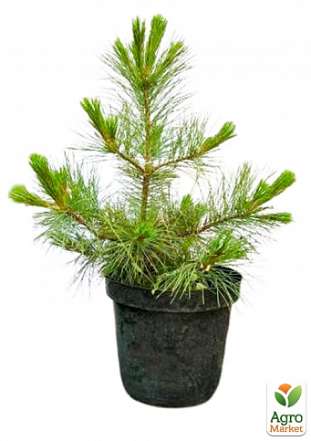 Кедр Корейский (Pinus koraiensis) 4-х летний, высота 40-60см - фото 2