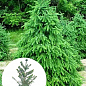 Ель 4-х летняя сербская колоновидная (Picea omorika) С3, высота 50-60см