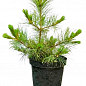 Кедр Корейский (Pinus koraiensis) 4-х летний, высота 40-60см купить