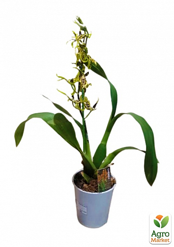 Орхидея Камбрия "Colmanara Top Jungle" - фото 3