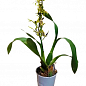 Орхидея Камбрия "Colmanara Top Jungle" цена
