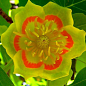 Тюльпановое дерево ярко-желтое "Лириодендрон" (Liriodendron tulipifera) купить