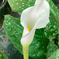 Калла "Albomaculata"  купить