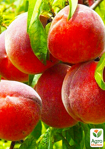 Персик "Лаурол" (літній сорт, середньопізній термін дозрівання)