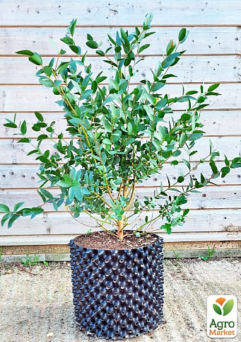 LMTD Эвкалипт вечнозеленый "Parvula"  (30-40см) - фото 5