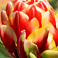 Тюльпан "Cannonball" 